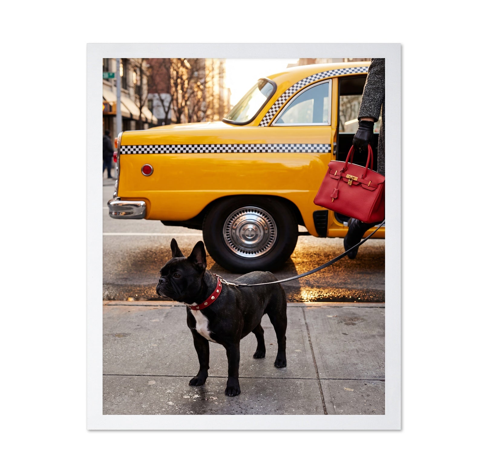 City Taxi Dog