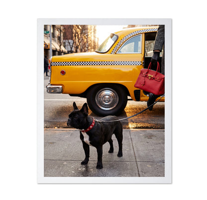 City Taxi Dog