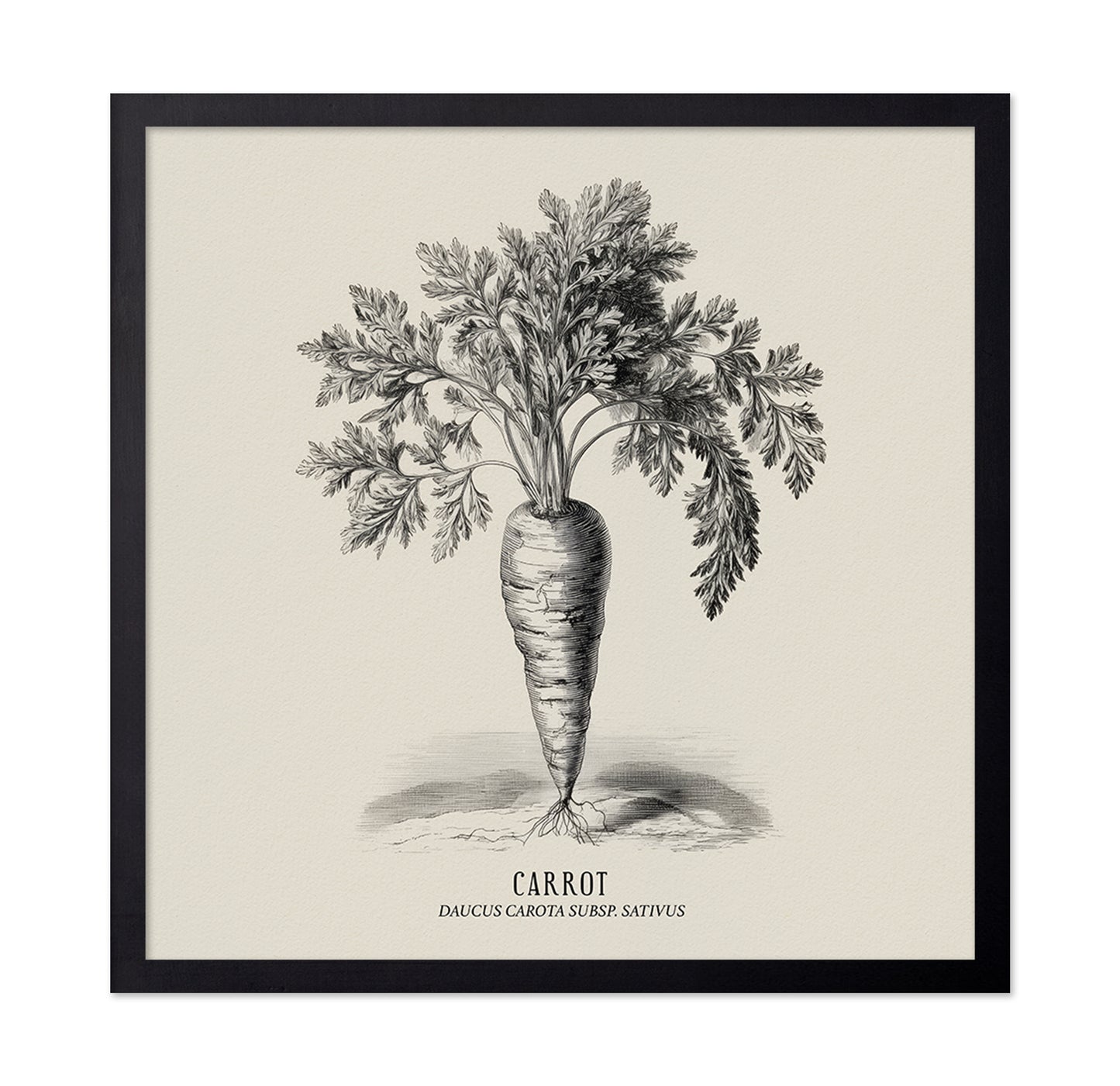 Vintage Carrot Illustration