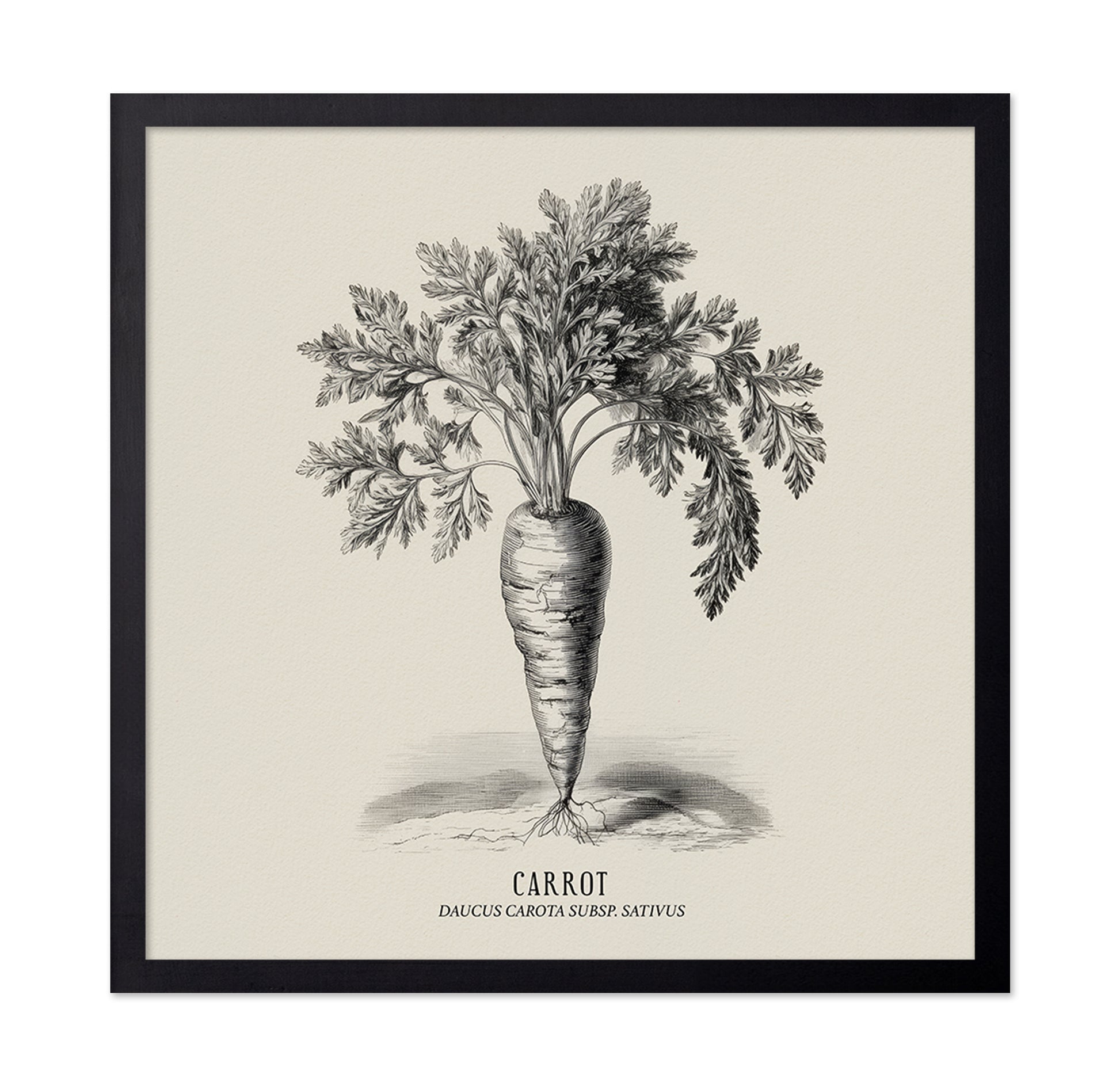 Vintage Carrot Illustration
