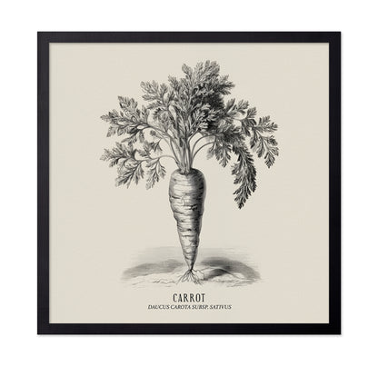 Vintage Carrot Illustration