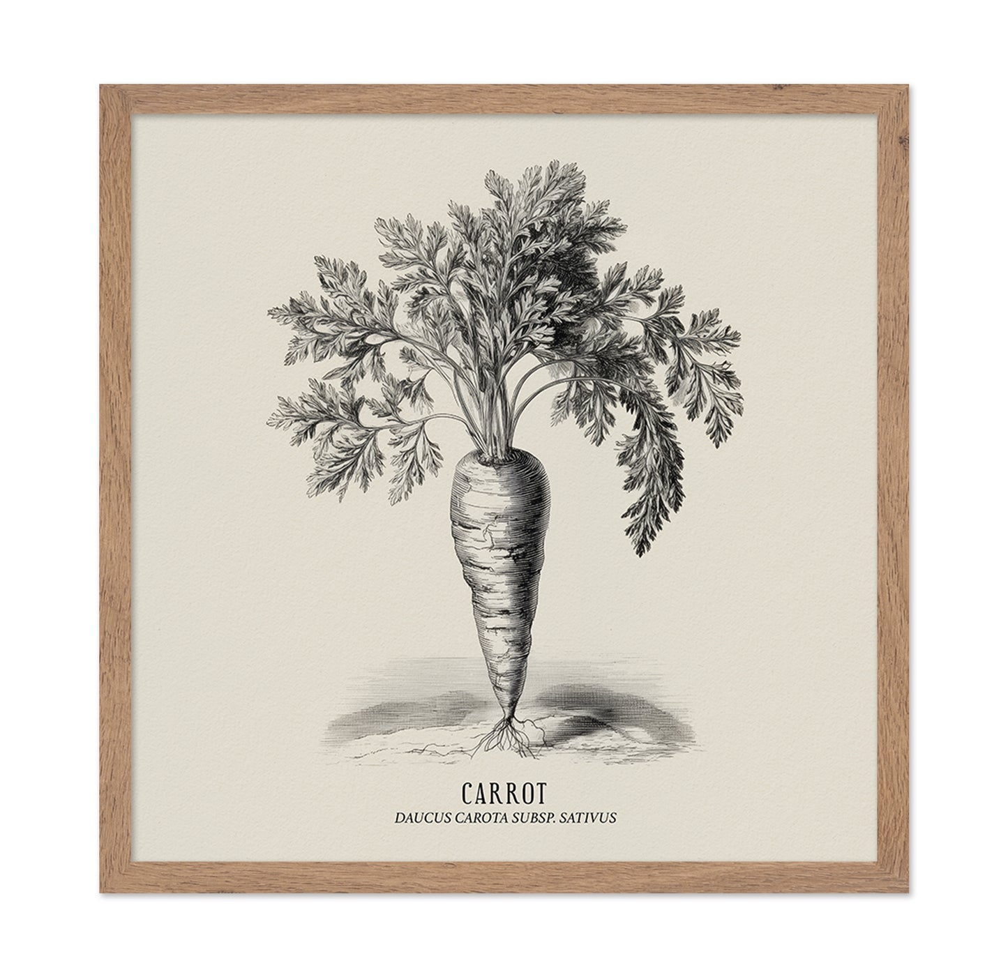 Vintage Carrot Illustration