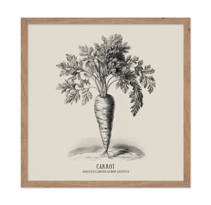 Vintage Carrot Illustration