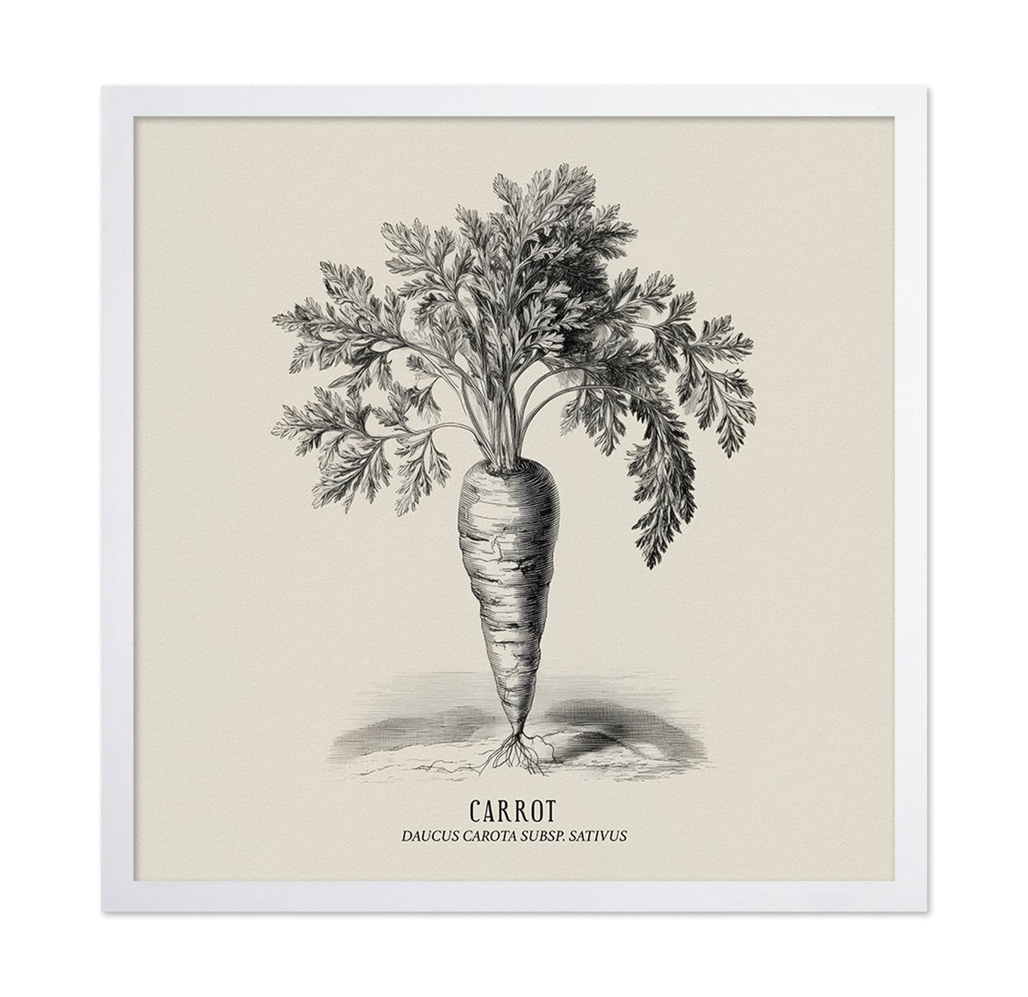 Vintage Carrot Illustration
