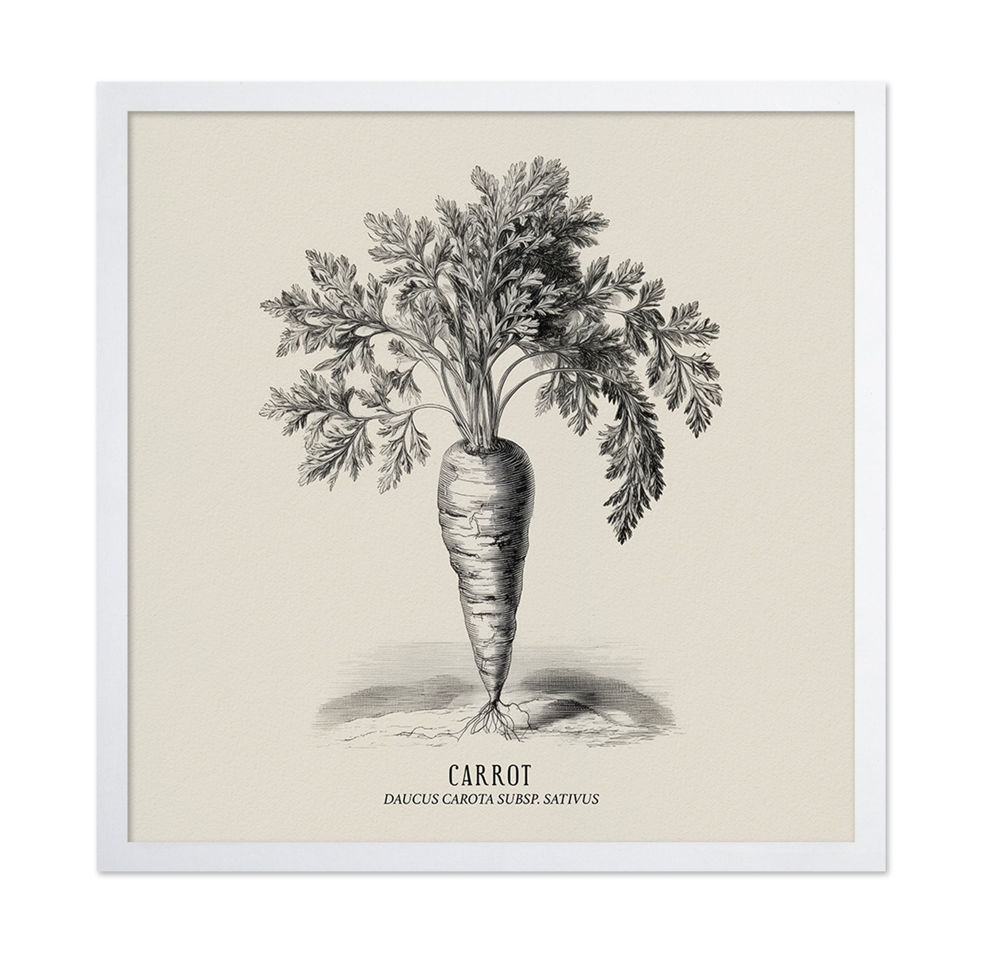 Vintage Carrot Illustration
