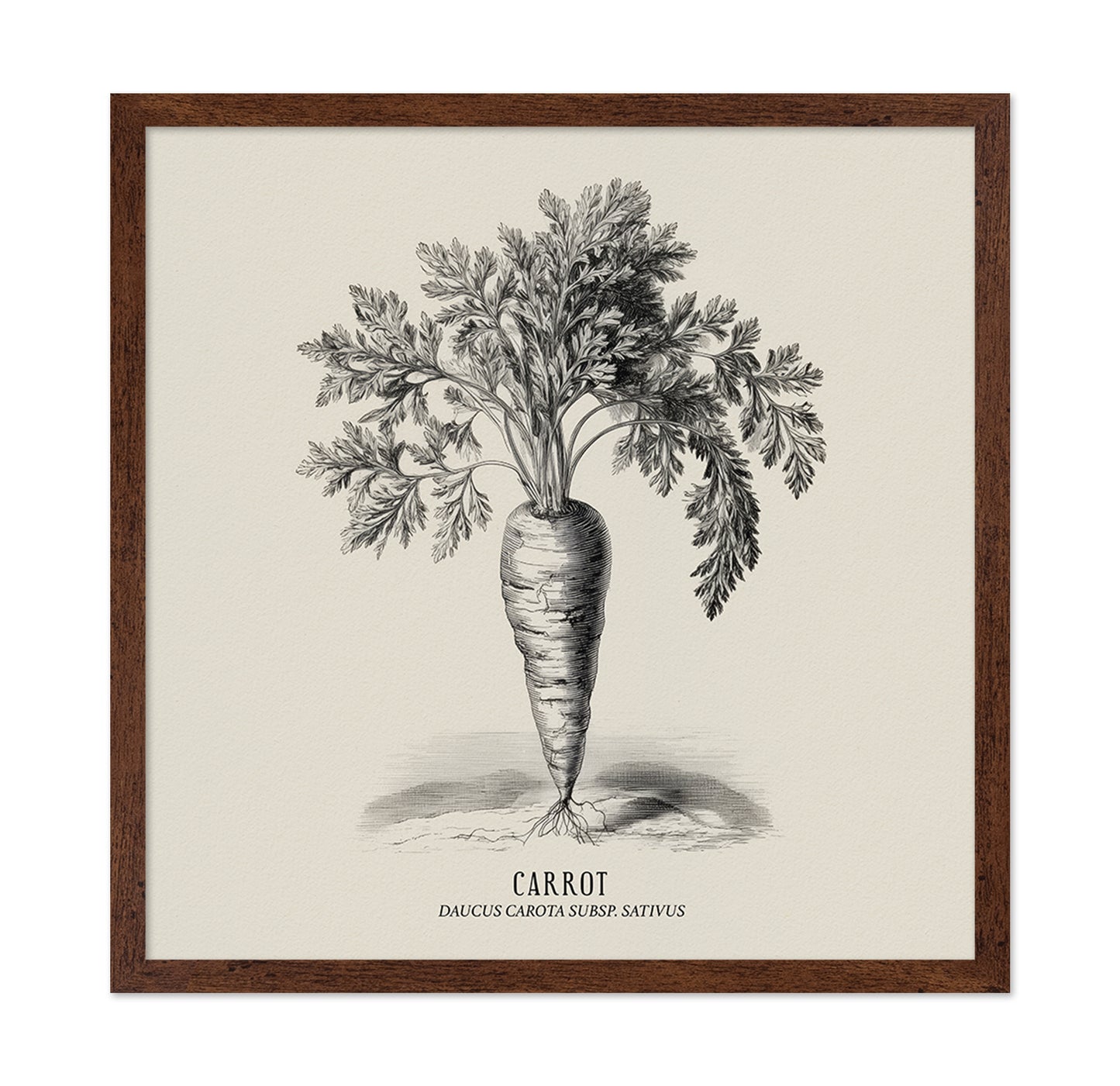 Vintage Carrot Illustration