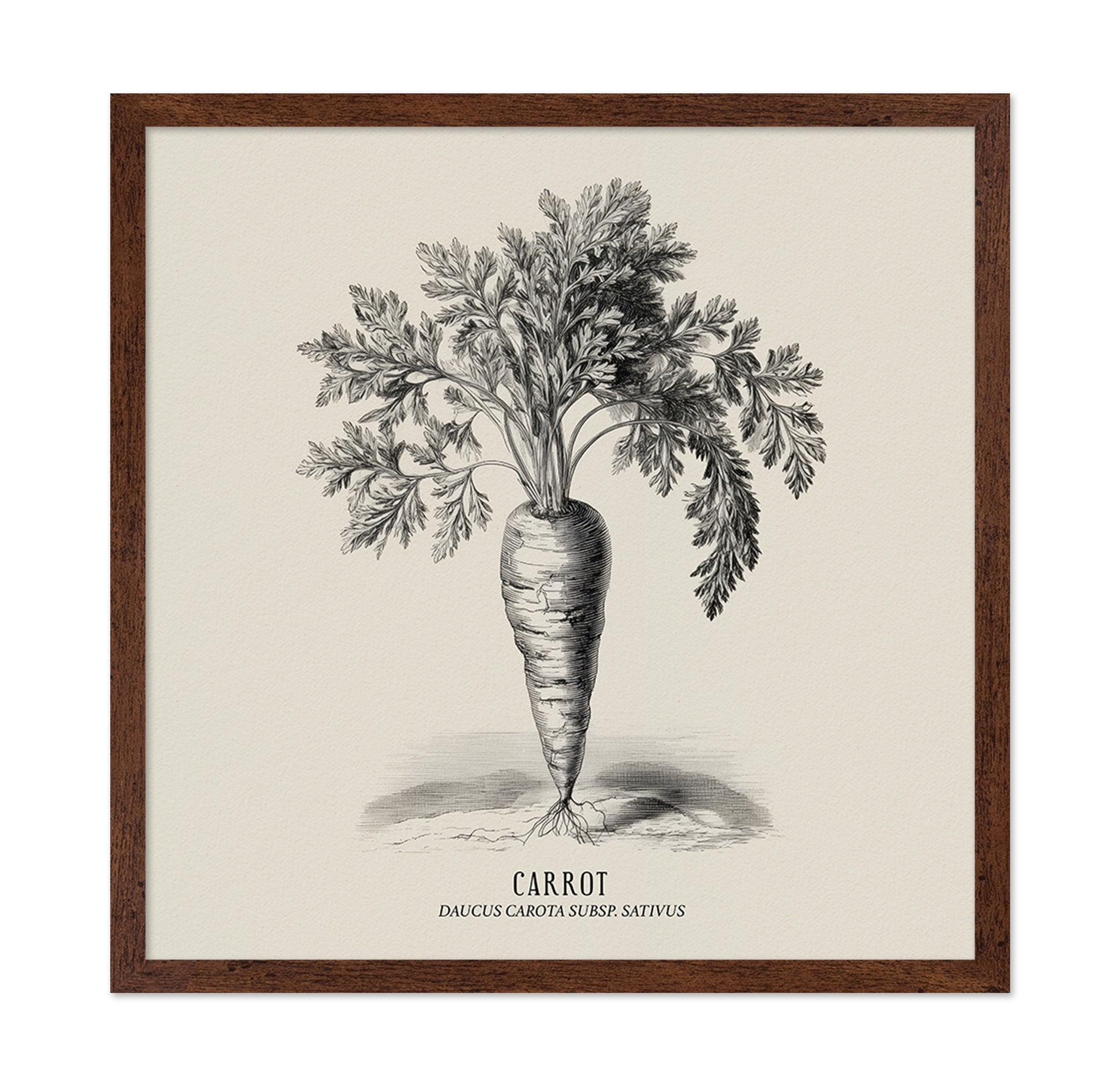 Vintage Carrot Illustration