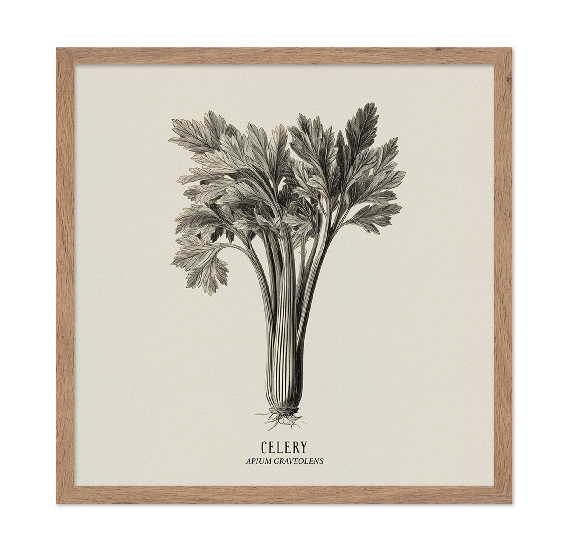 Vintage Celery Sketch