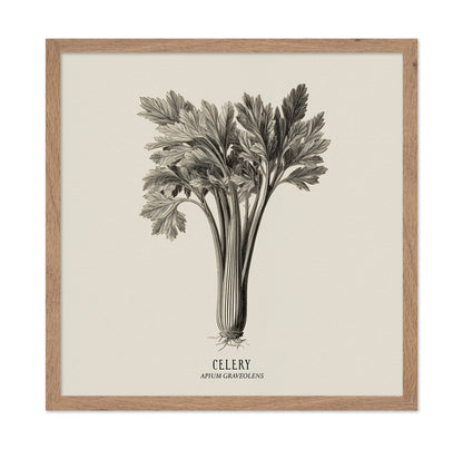 Vintage Celery Sketch