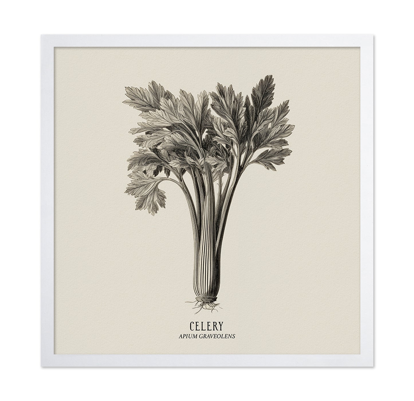 Vintage Celery Sketch