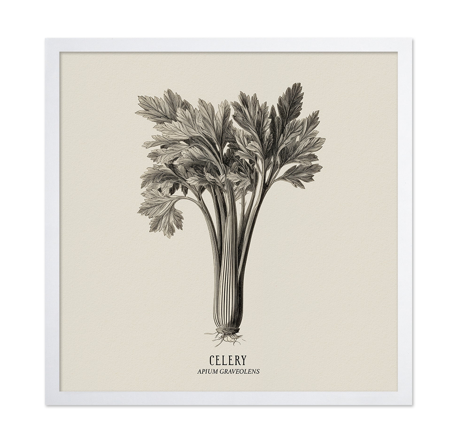 Vintage Celery Sketch