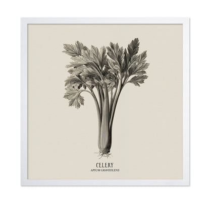 Vintage Celery Sketch