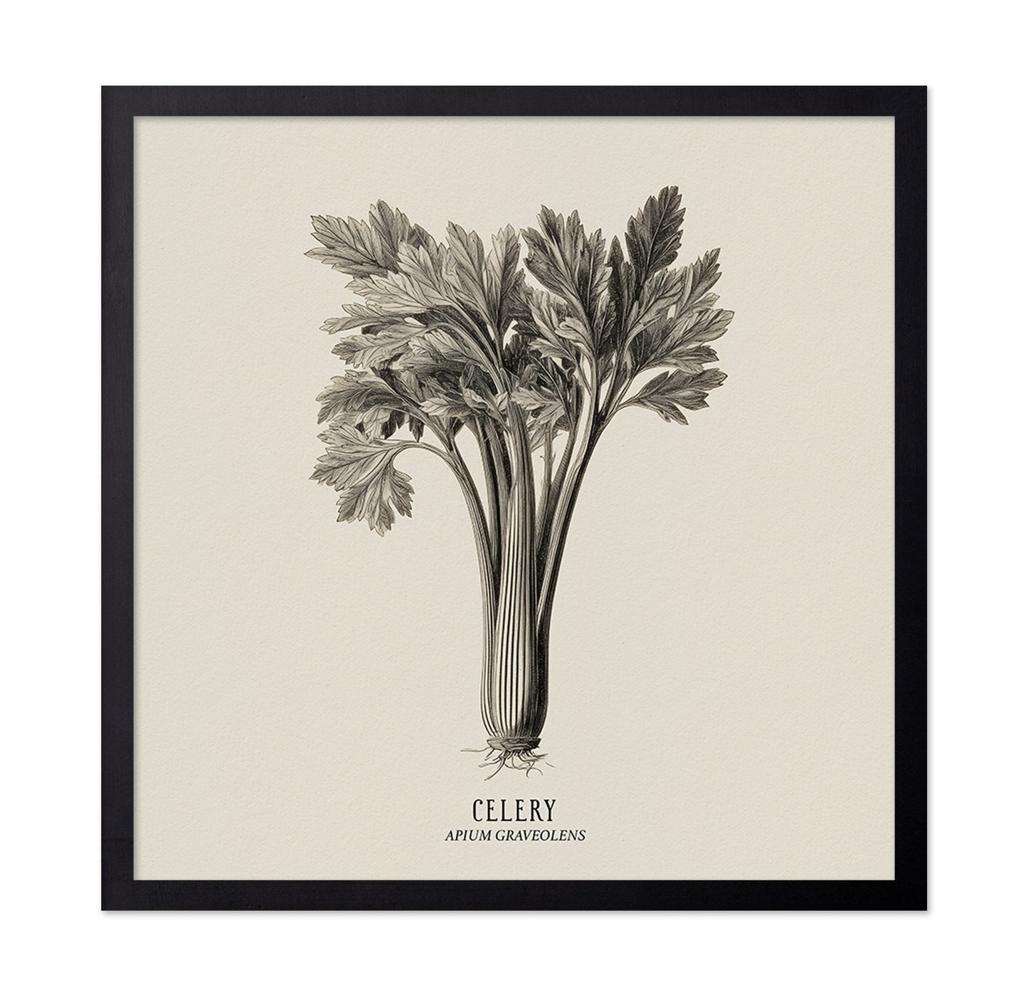 Vintage Celery Sketch