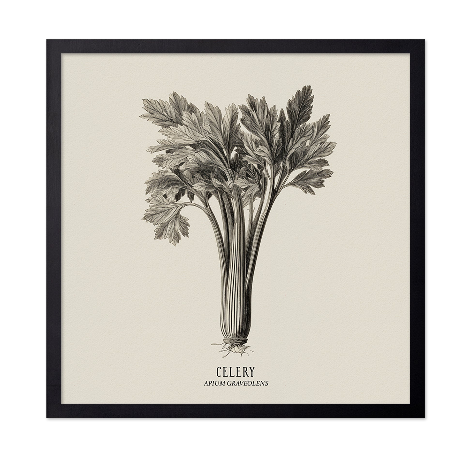 Vintage Celery Sketch