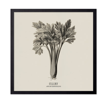Vintage Celery Sketch