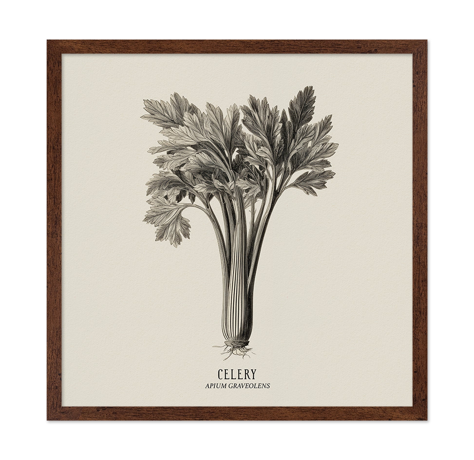 Vintage Celery Sketch