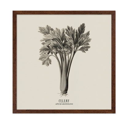 Vintage Celery Sketch