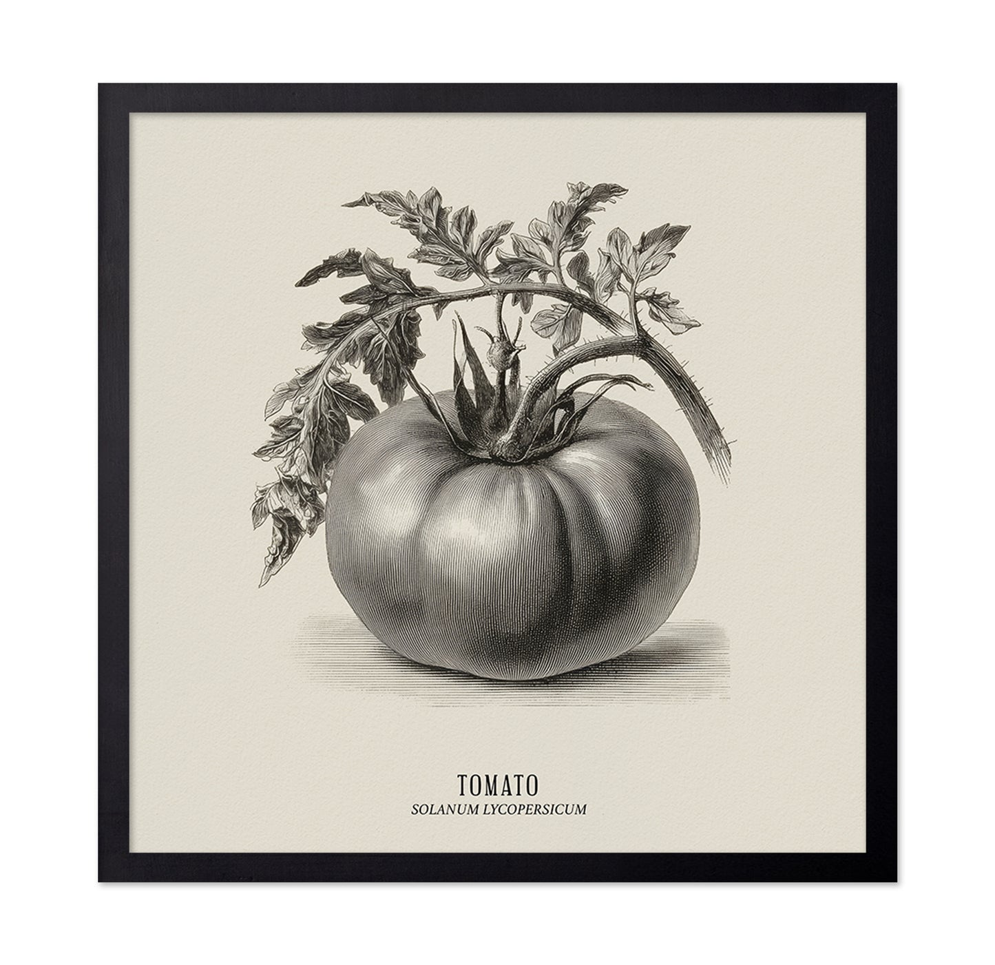 Vintage Tomato Sketch