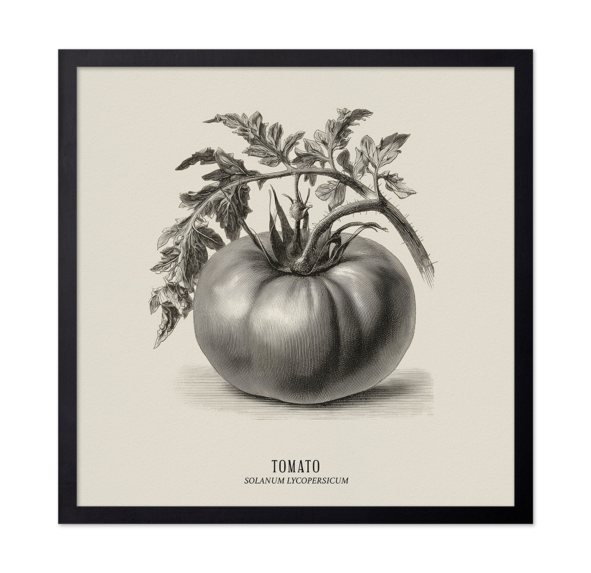Vintage Tomato Sketch