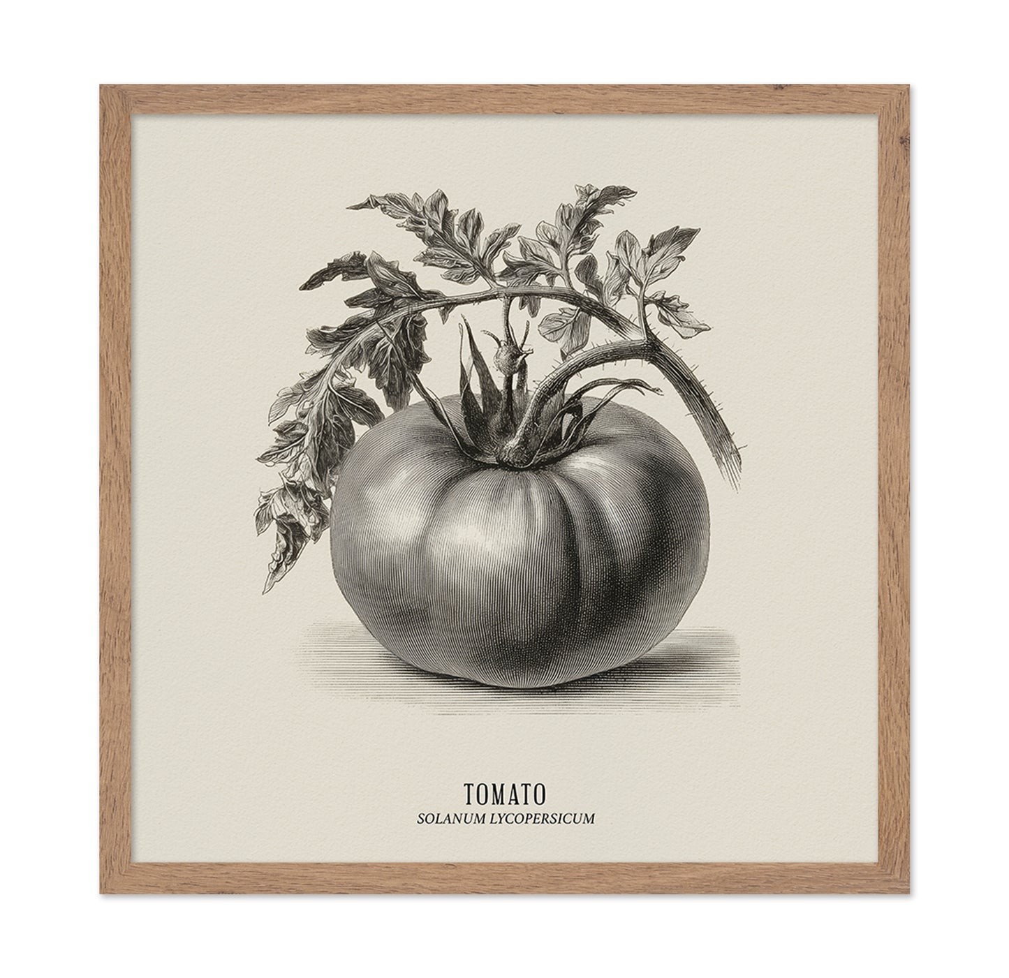 Vintage Tomato Sketch