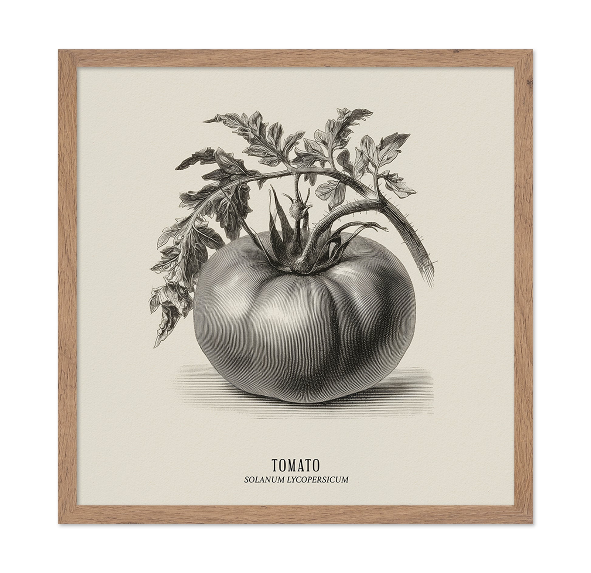 Vintage Tomato Sketch