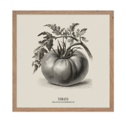 Vintage Tomato Sketch