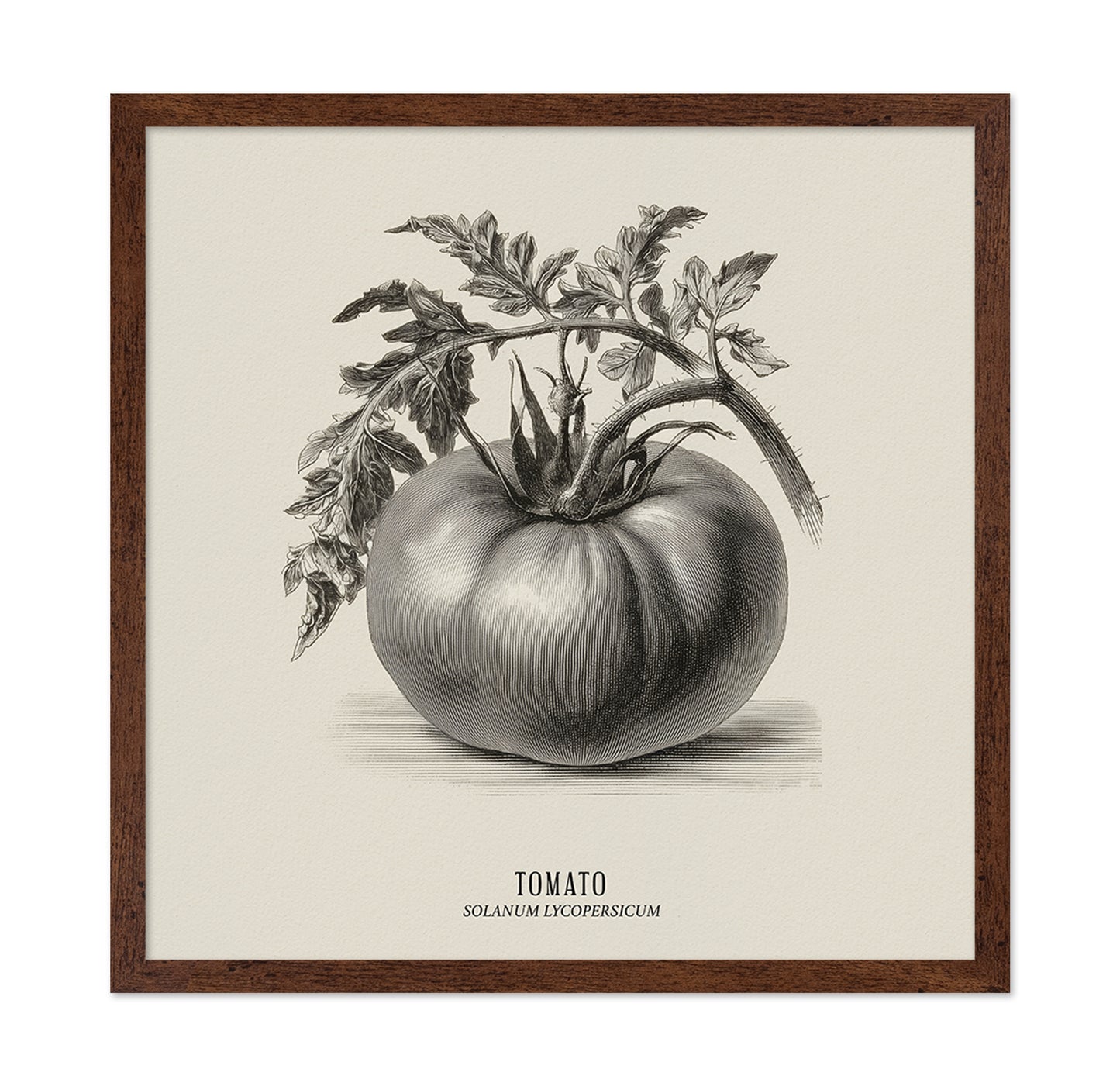 Vintage Tomato Sketch