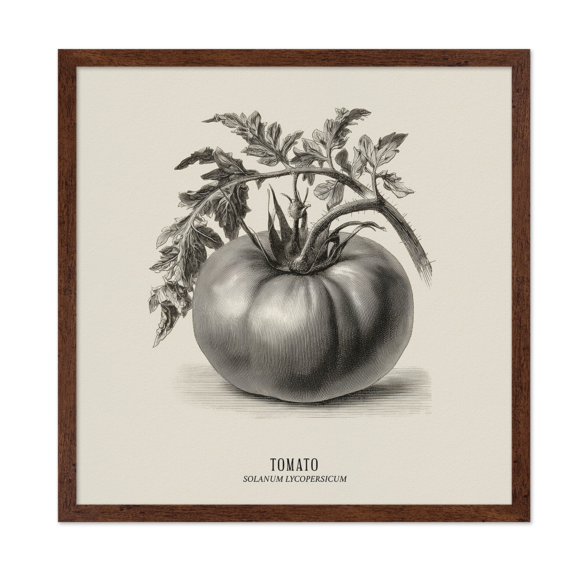 Vintage Tomato Sketch