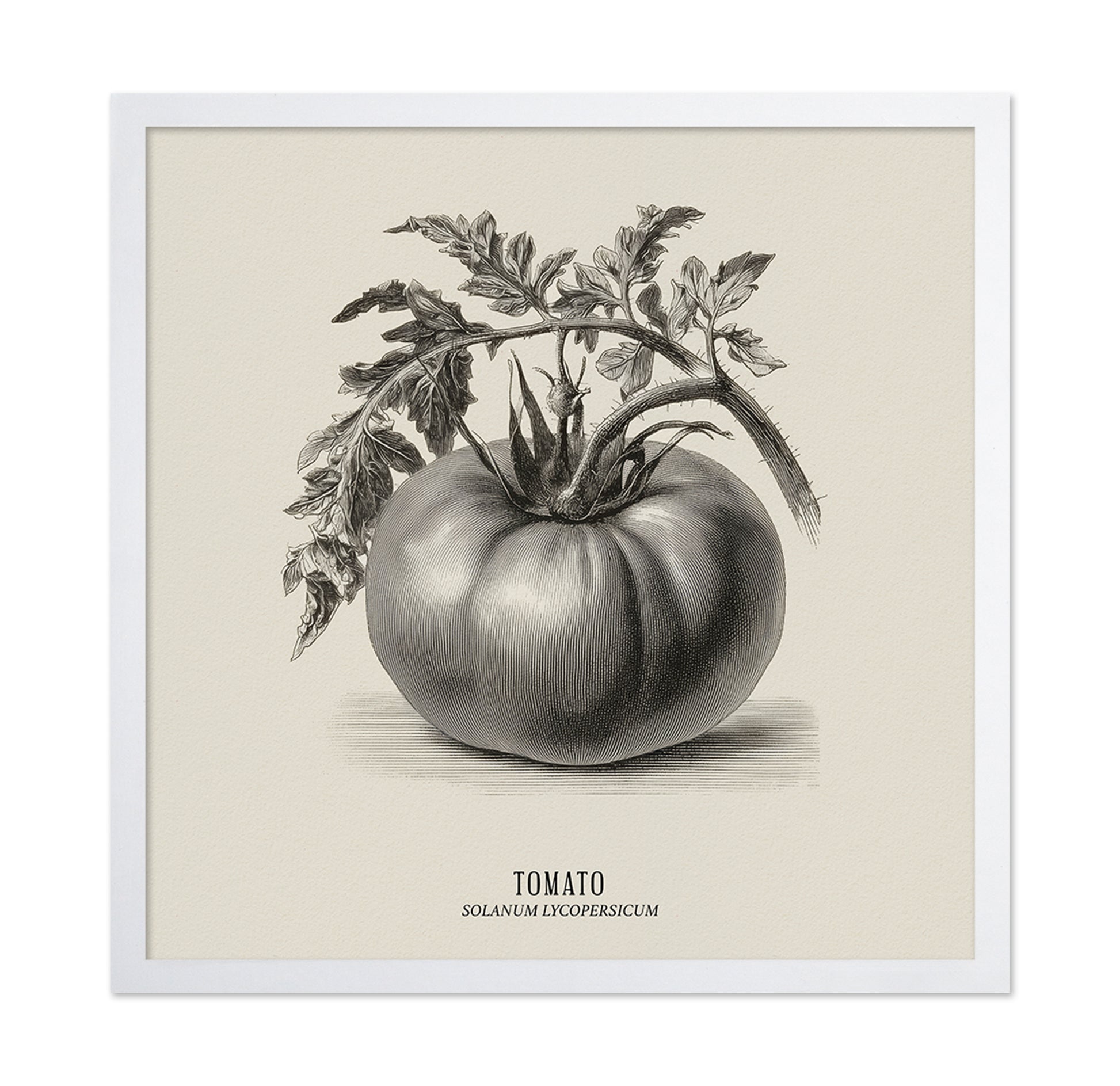 Vintage Tomato Sketch
