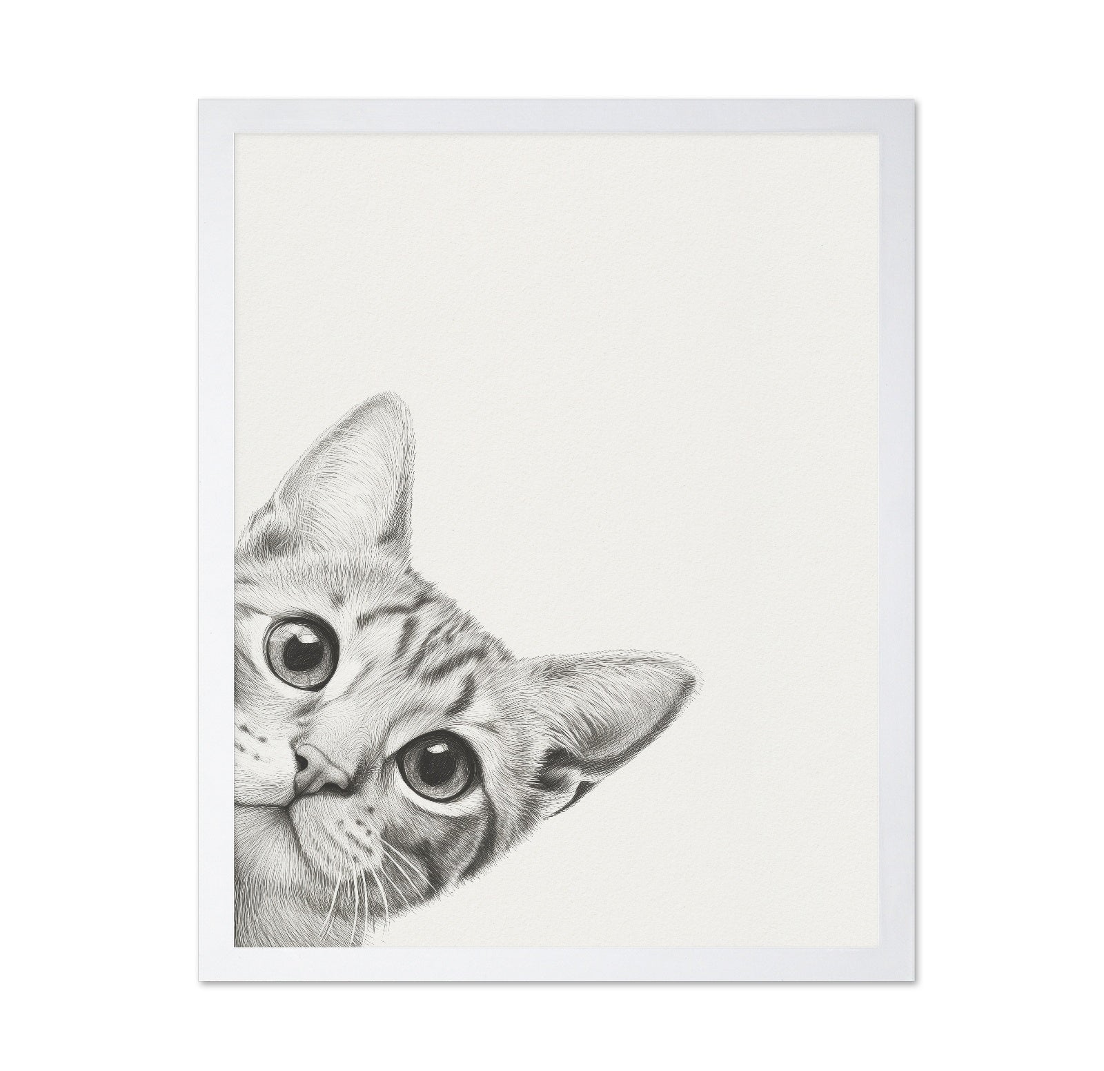 Curious Kitten