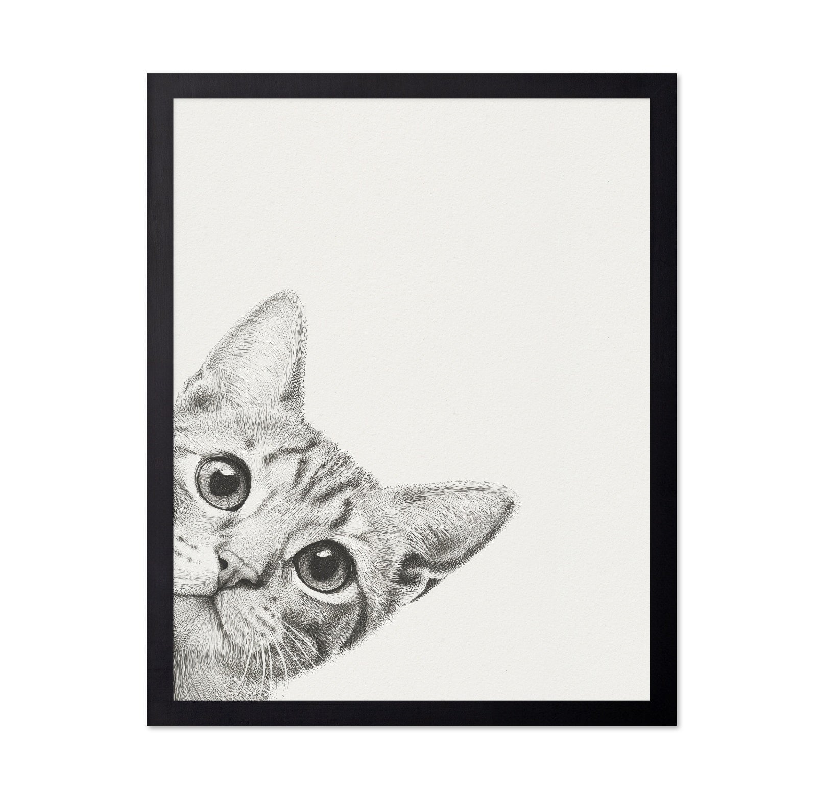 Curious Kitten