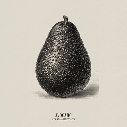Vintage Avocado Study