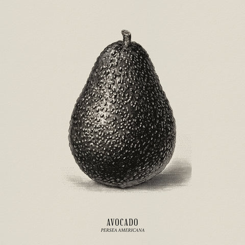 Vintage Avocado Study