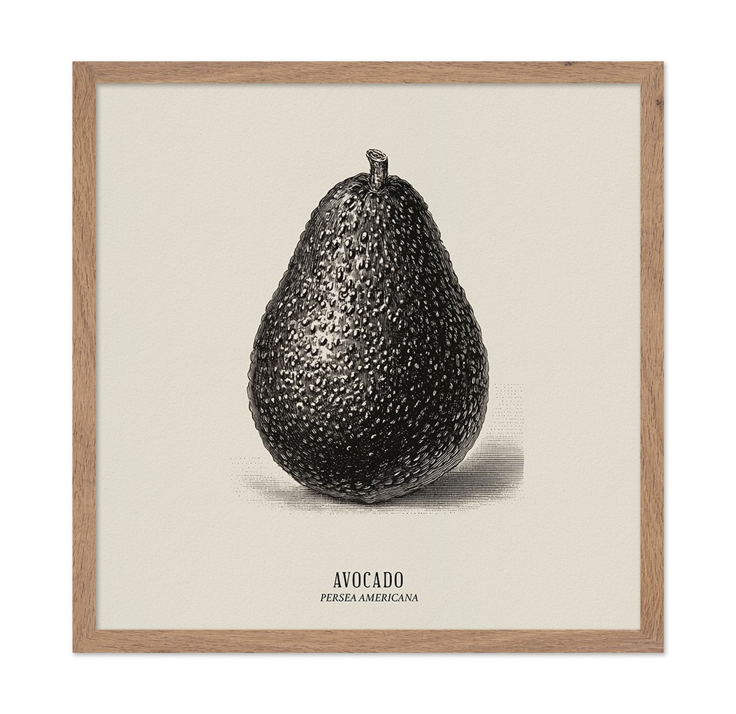 Vintage Avocado Study