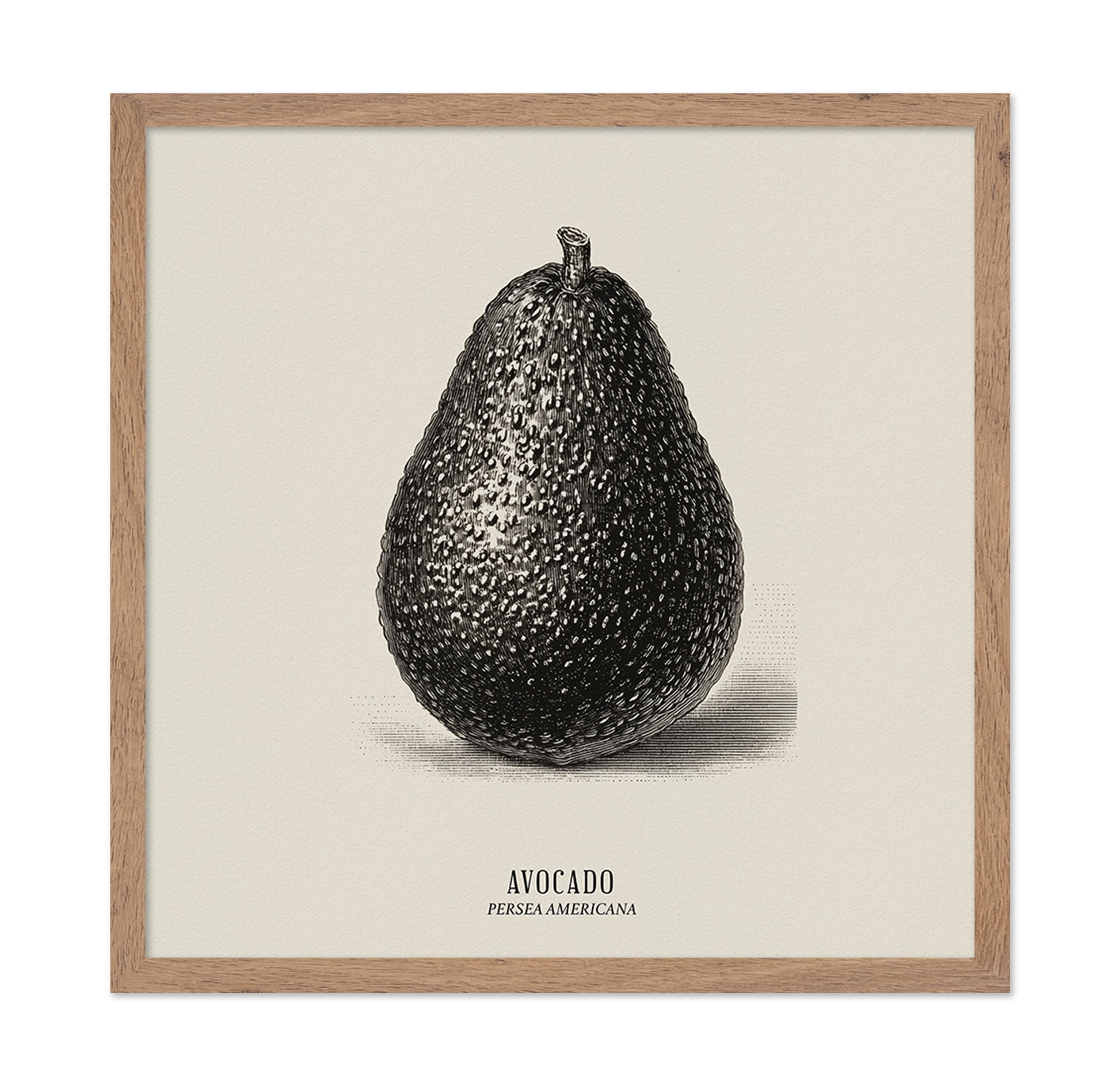 Vintage Avocado Study