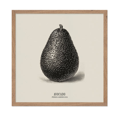 Vintage Avocado Study