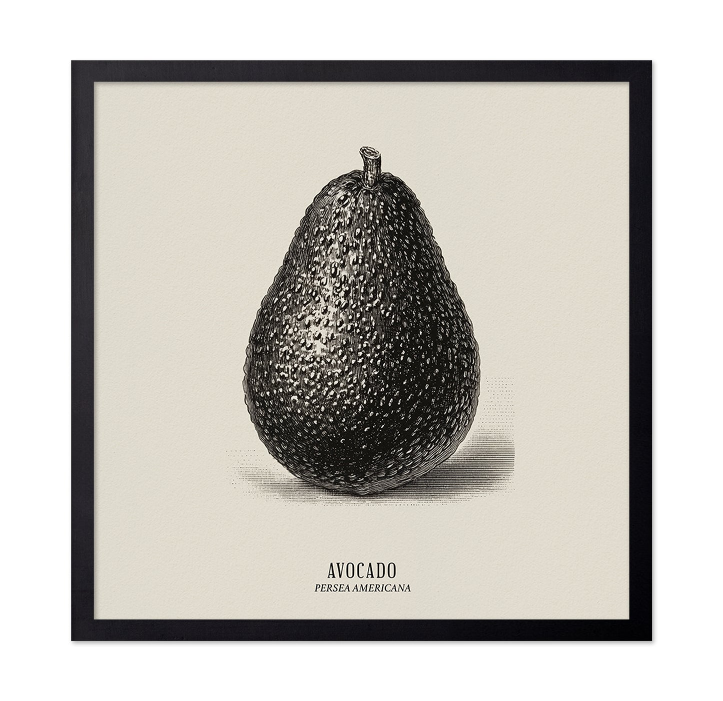 Vintage Avocado Study