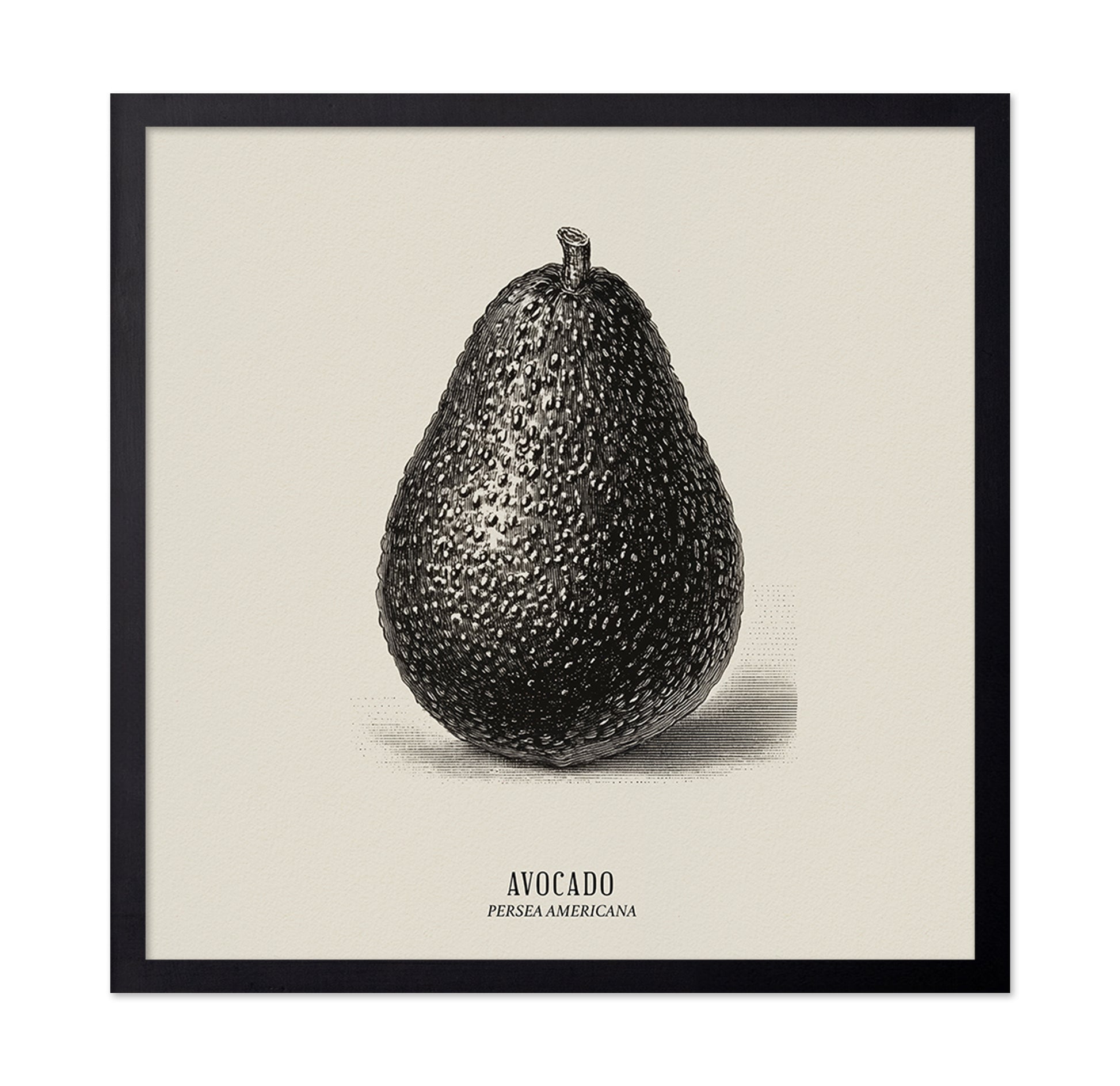 Vintage Avocado Study