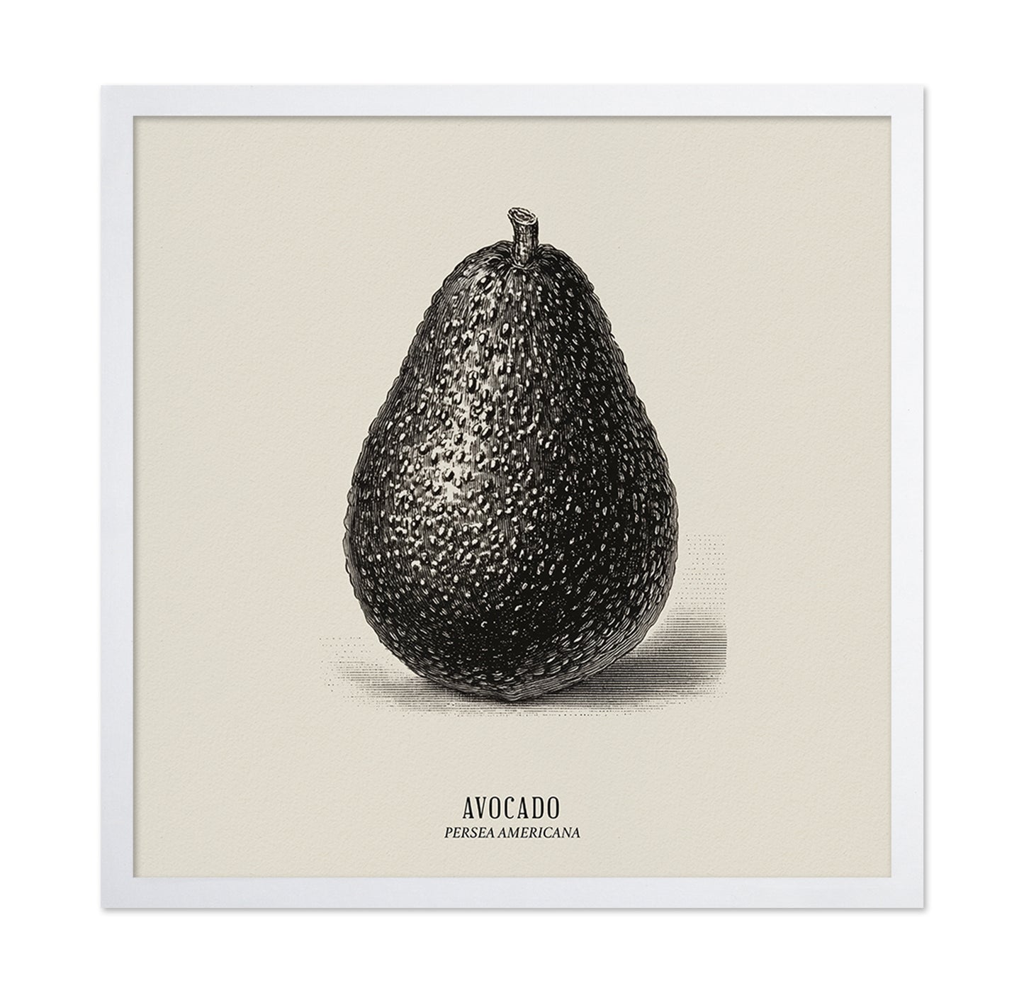 Vintage Avocado Study