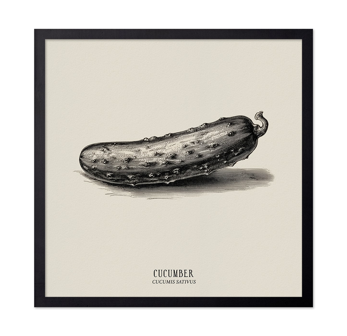 Vintage Cucumber Study