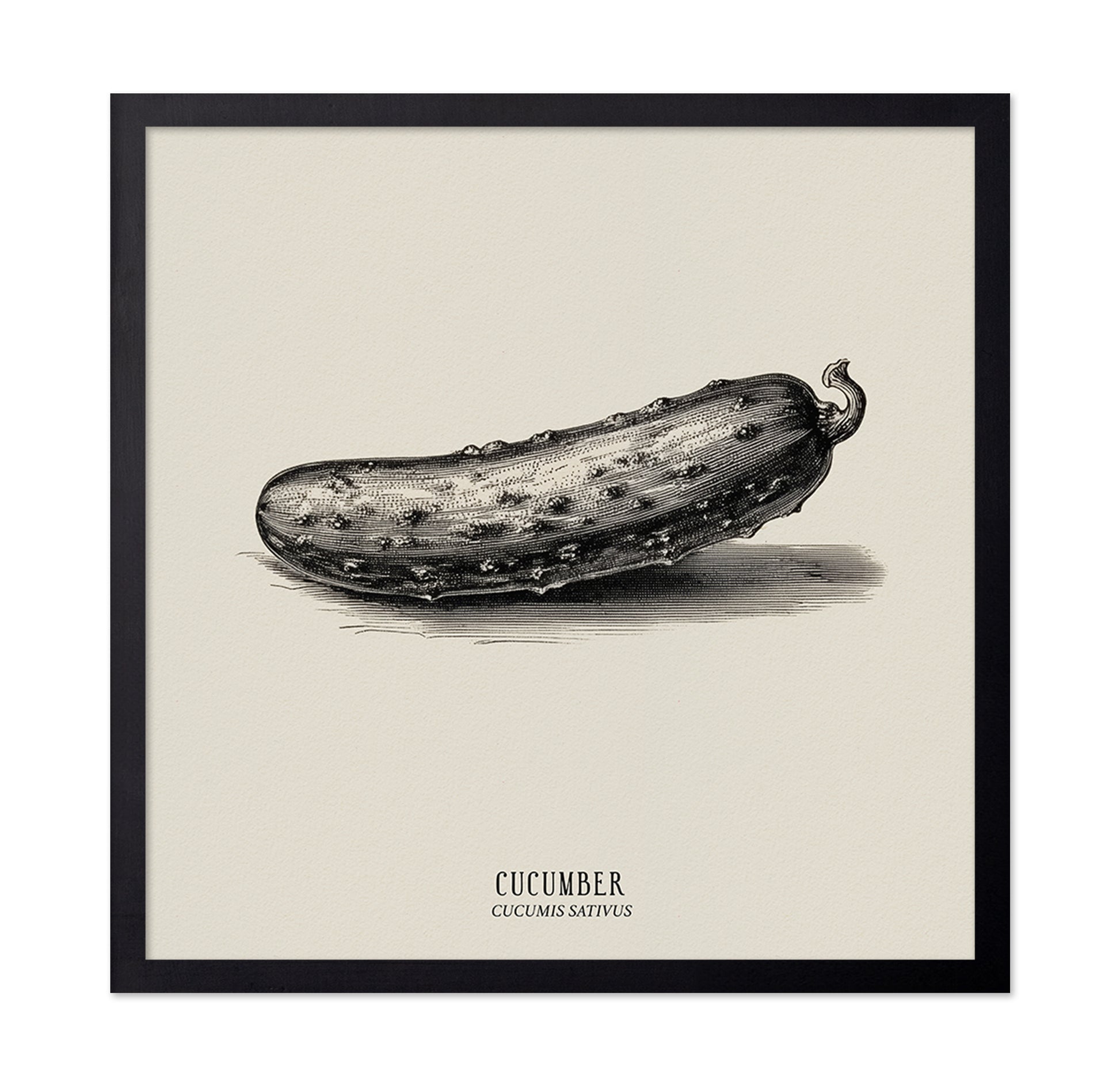 Vintage Cucumber Study