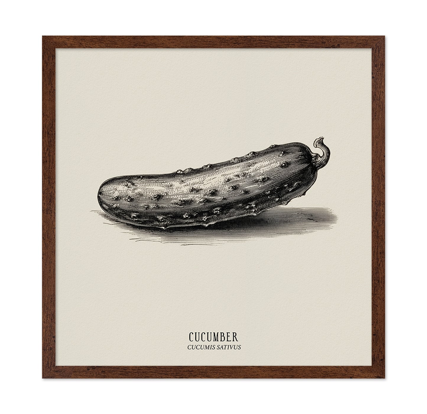 Vintage Cucumber Study