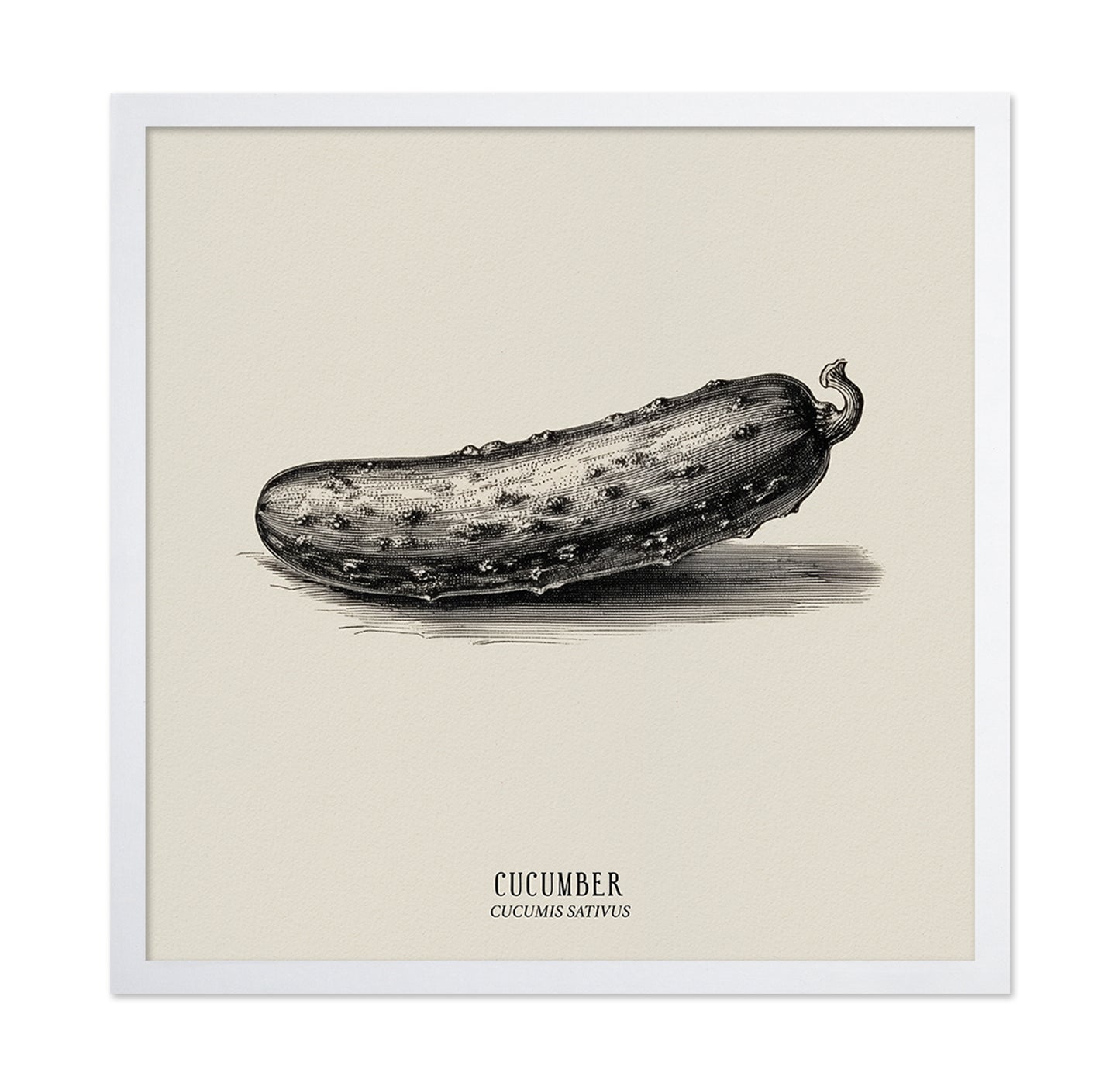 Vintage Cucumber Study