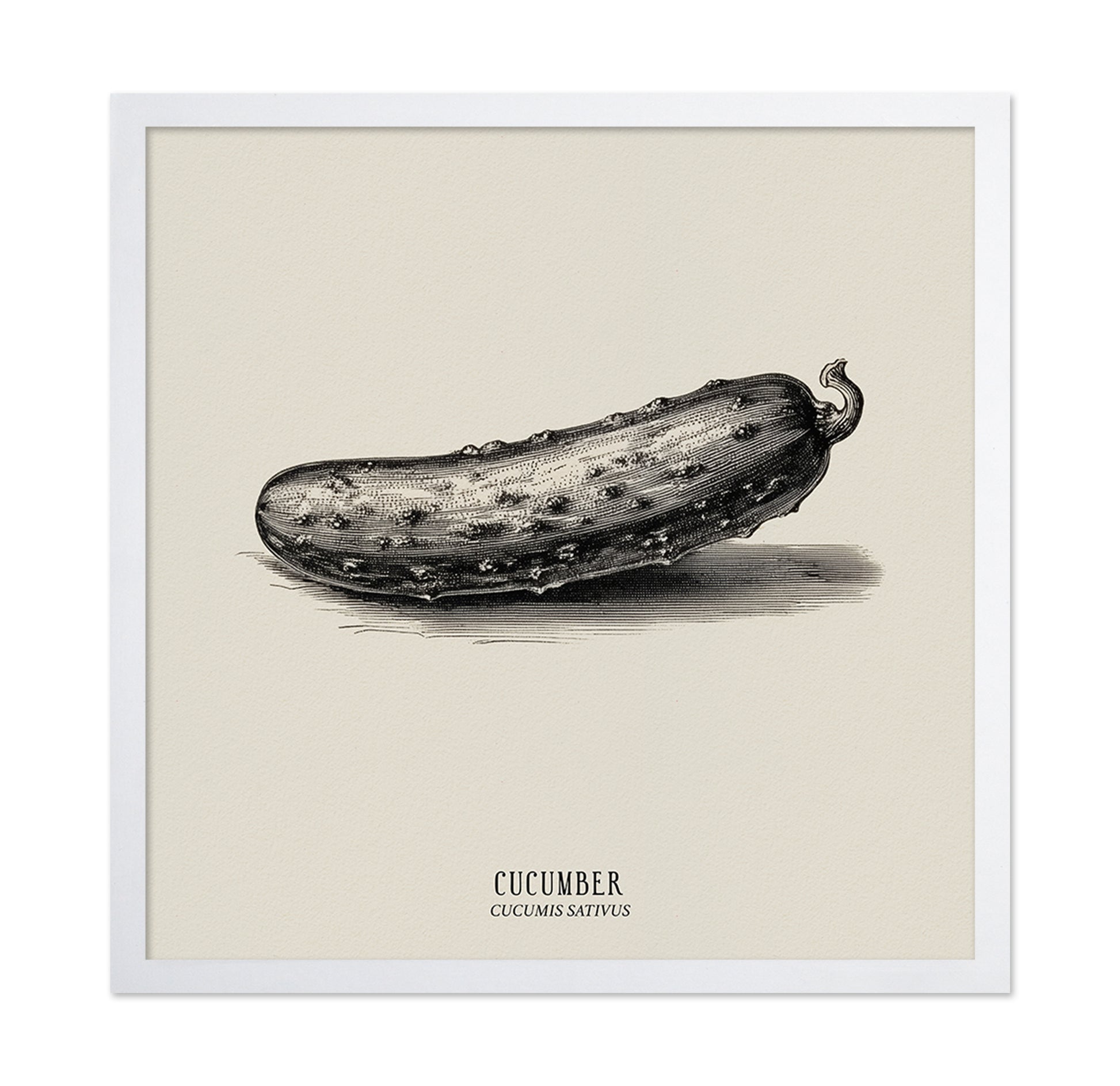 Vintage Cucumber Study