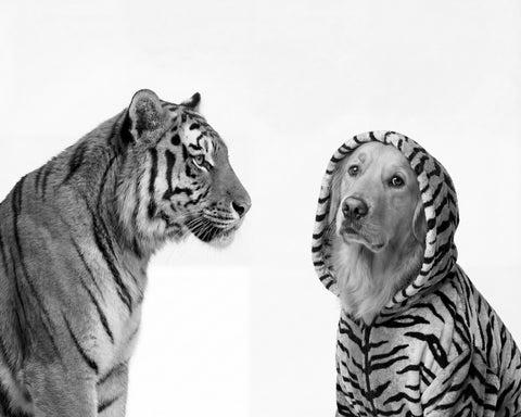 Tiger And Dog Duo