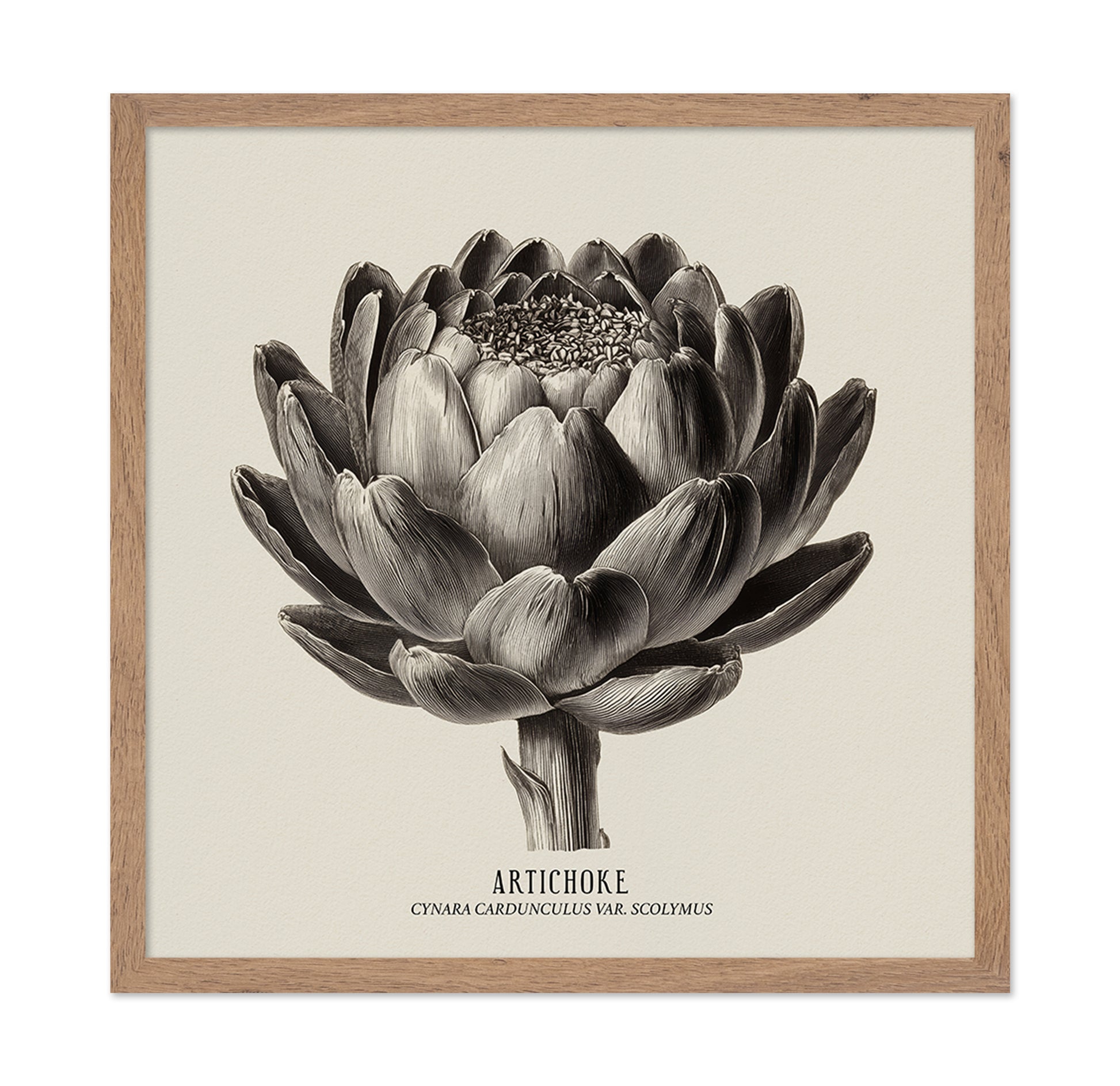 Vintage Artichoke Study