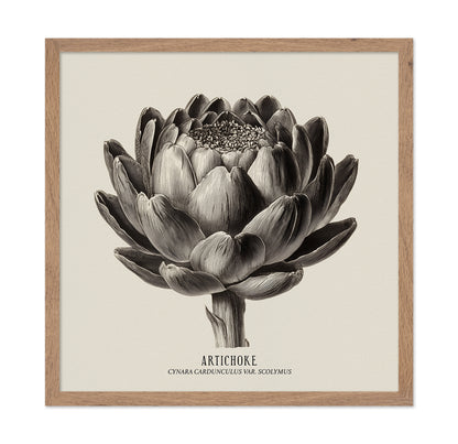 Vintage Artichoke Study