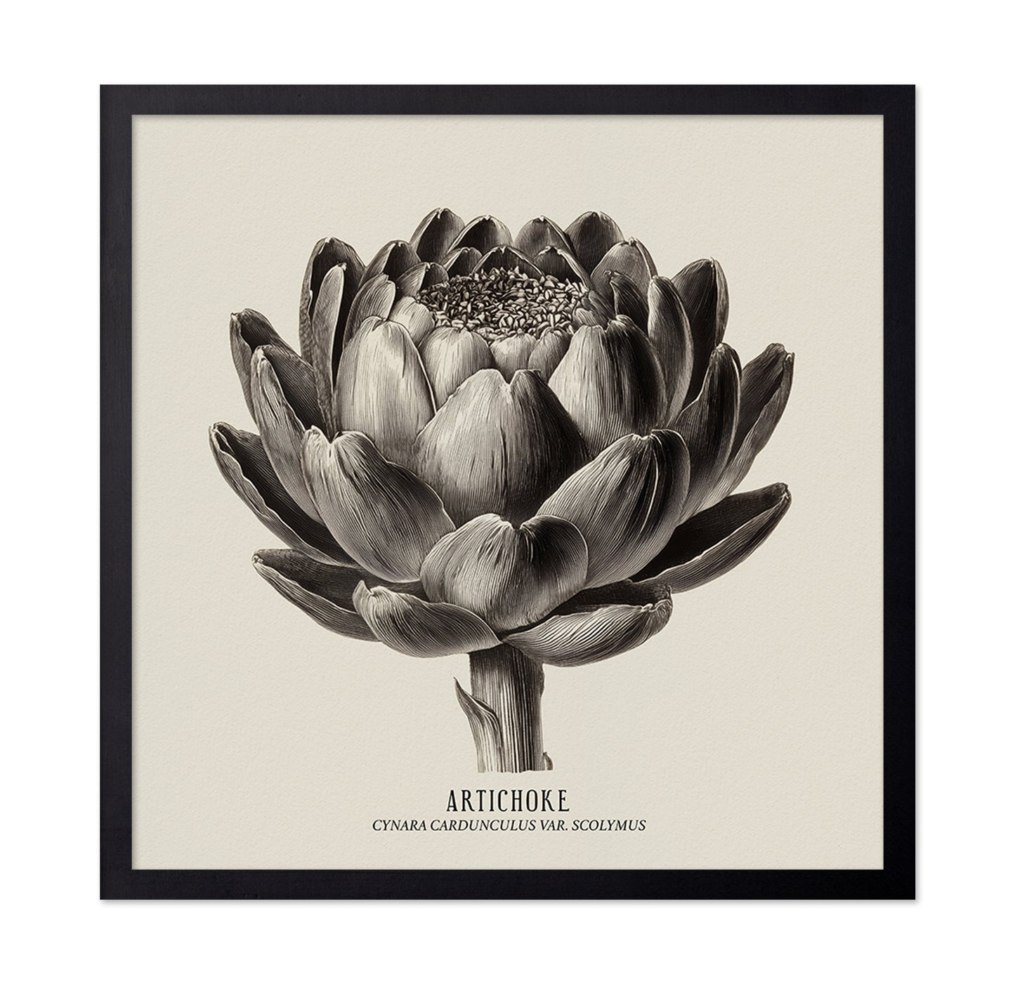 Vintage Artichoke Study