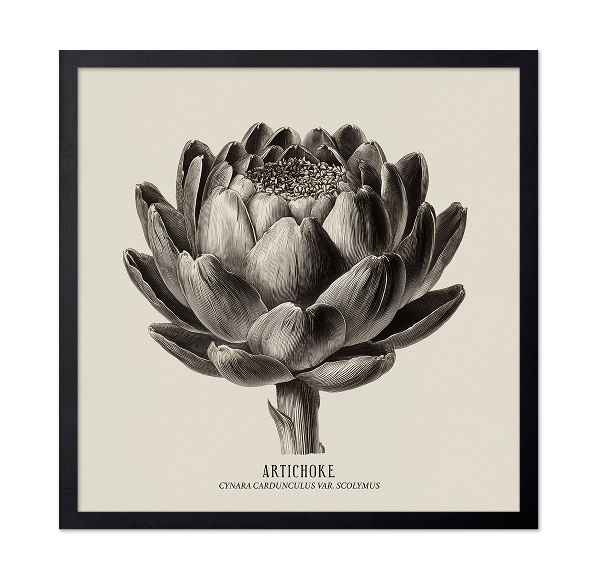 Vintage Artichoke Study