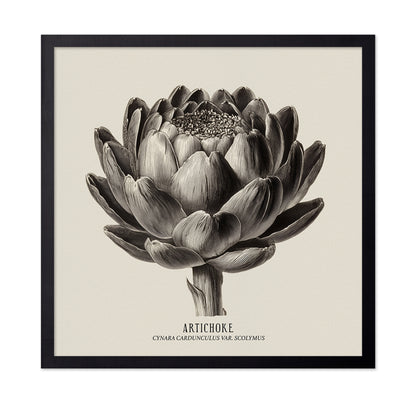 Vintage Artichoke Study
